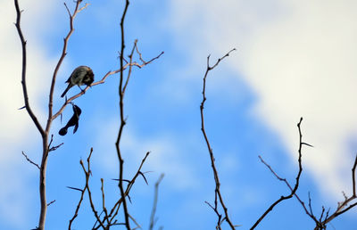 Low angle view of bare tree against sky