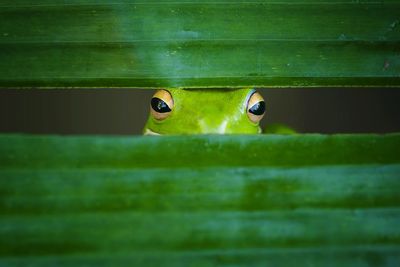 Close-up portrait of frog looking through grass blades