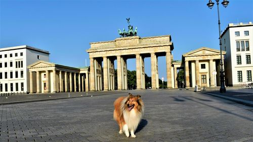 Dog in front of building against clear sky