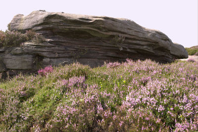 Purple flowering plants on rock formation