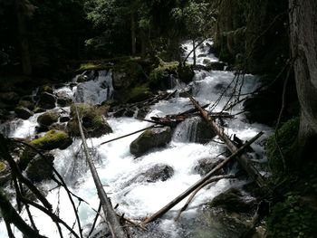 High angle view of stream amidst trees in forest