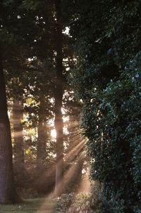 Trees in a forest