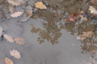 Reflection of plants in puddle