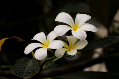 Close-up of white flowering plant