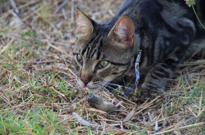 Close-up of cat on field