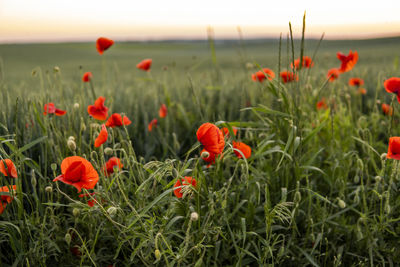 Close-up of red poppy flowers on field