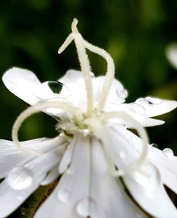 Close-up of flower blooming outdoors