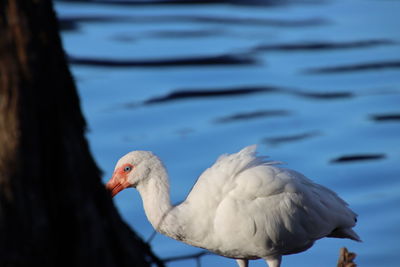 View of white ibis birds in lake