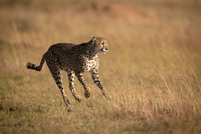 Cheetah running on field