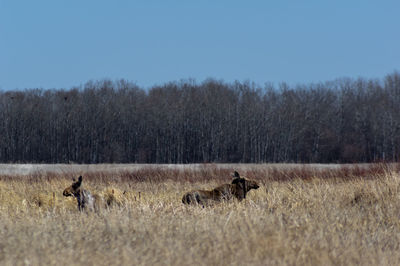 Horses in a field