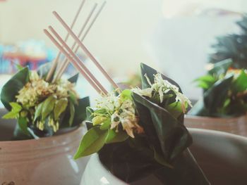 Close-up of potted plant on table