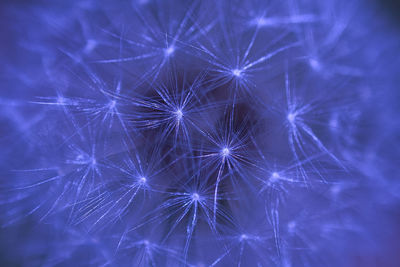 Full frame shot of blue dandelion