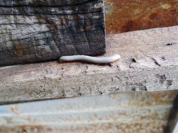 Close-up of lizard on wall