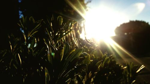 Close-up of plants against bright sun