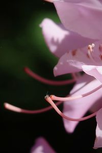 Close-up of pink rose flower