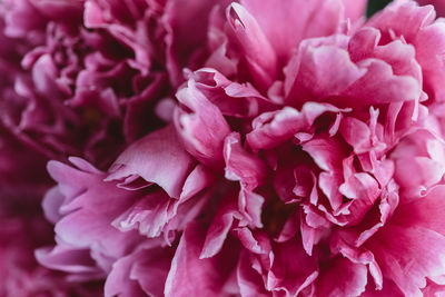 Close-up of pink rose flower