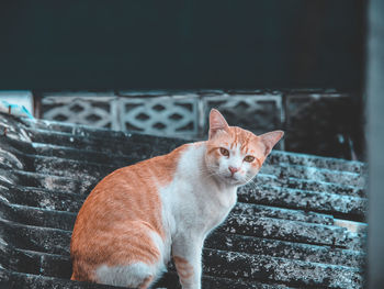 Portrait of cat sitting outdoors