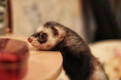 Close-up of hand feeding