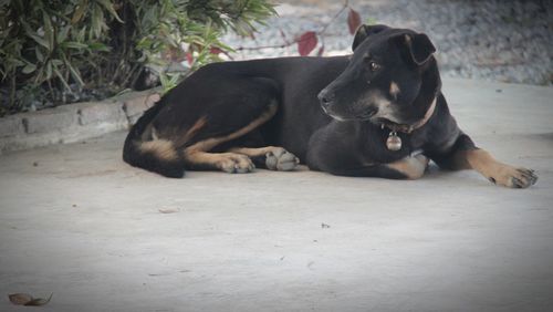 Dog lying down on floor