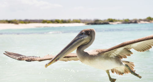 Bird flying over sea