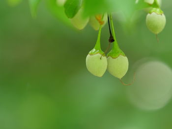 Close-up of fruit growing on plant