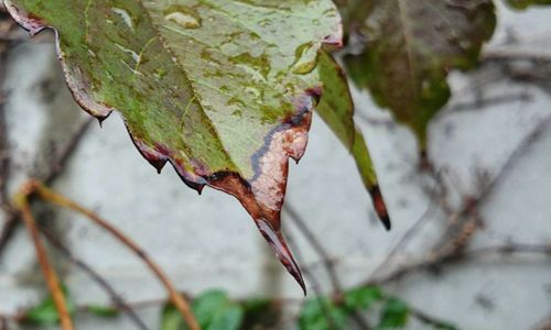 Close-up of dry leaf on plant during autumn