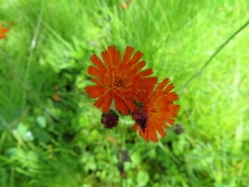 Close-up of red flower blooming outdoors