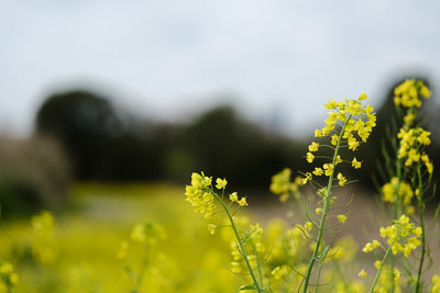 plant