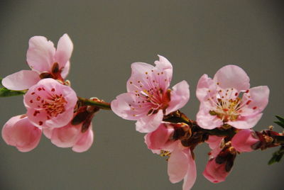 Close-up of pink flowers on branch