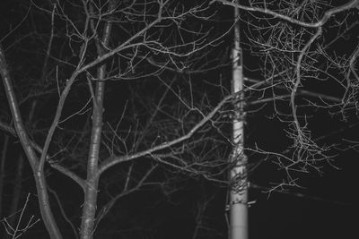 Full frame shot of spider web on tree in forest