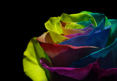 Close-up of multi colored rose against black background