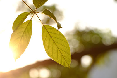 Close-up of leaves