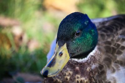 Close-up of a duck