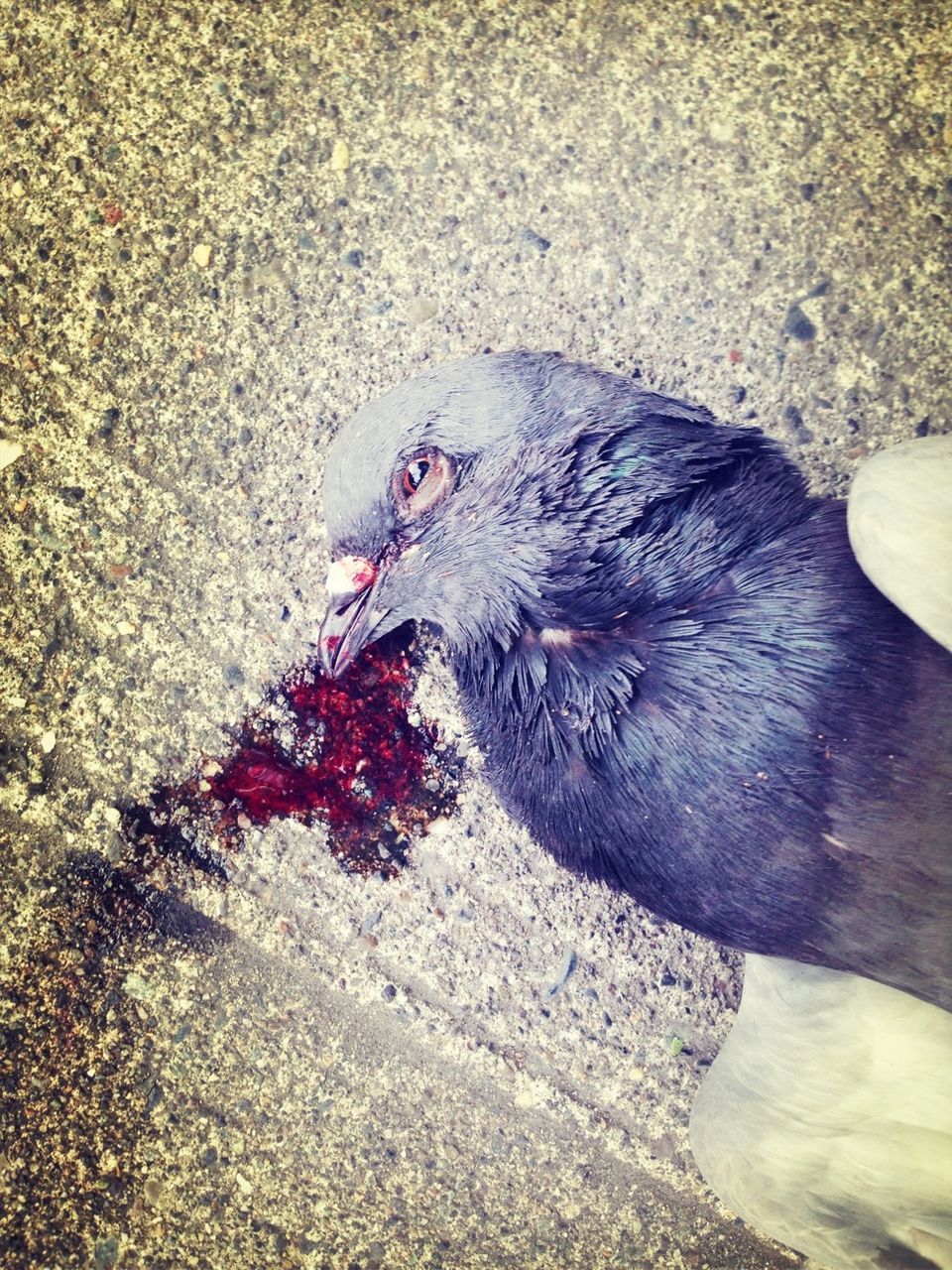 animal themes, one animal, bird, high angle view, wildlife, animals in the wild, close-up, water, street, outdoors, pigeon, day, beak, domestic animals, nature, black color, pets, animal head, wet, no people