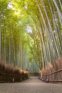View of bamboo trees in forest