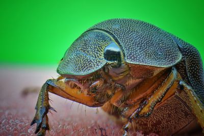 Close-up of insect