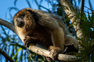 Low angle view of monkey on tree