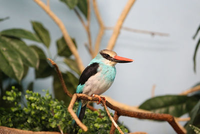 Kingfisher perching on branch