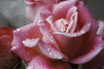 Close-up of wet pink rose