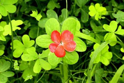 Close-up of red flowers