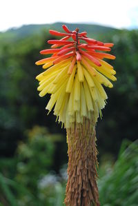 Close-up of yellow flowers