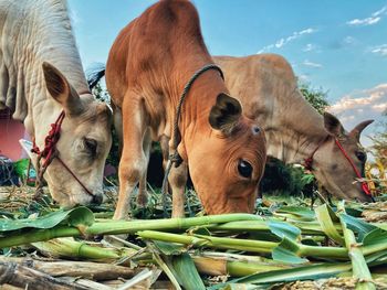 Close-up of cow eating plants