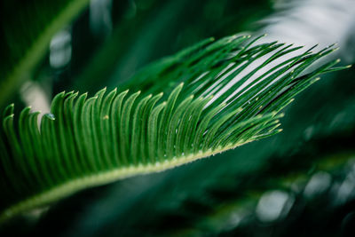 Close-up of green leaves