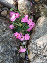 Close-up of pink flowers on rock