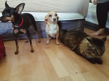 Dogs sitting on hardwood floor