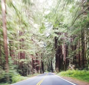 Road amidst trees in forest