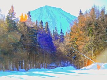 Trees in forest during winter