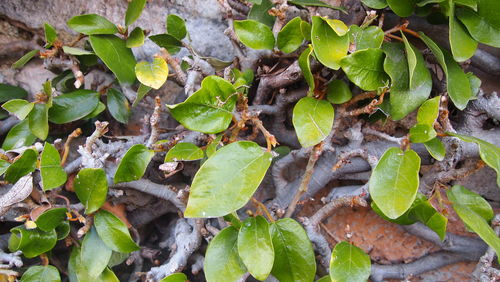 Close-up of plants