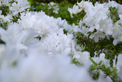 Close-up of white flowering plant