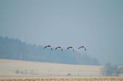 Birds flying against sky